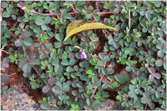 Desmodium triflorum